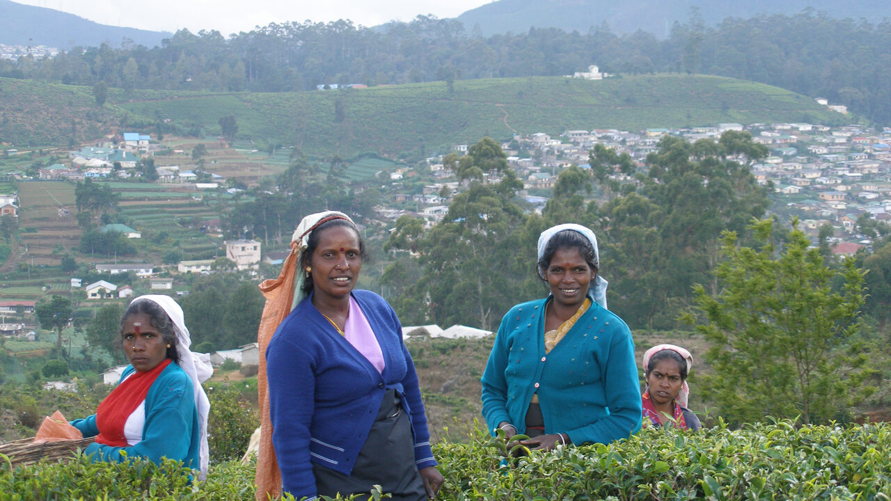 Rækker af terrasserede tebuske der dækker stejle bakker på en plantage nær Nuwara Eliya i Sri Lankas højland