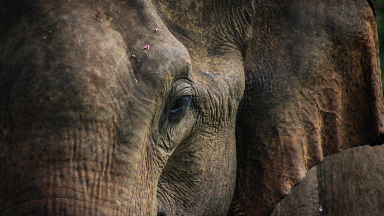 Vild srilankansk elefant der græsser på åben græsmark i Udawalawe nationalpark, fotograferet på afstand